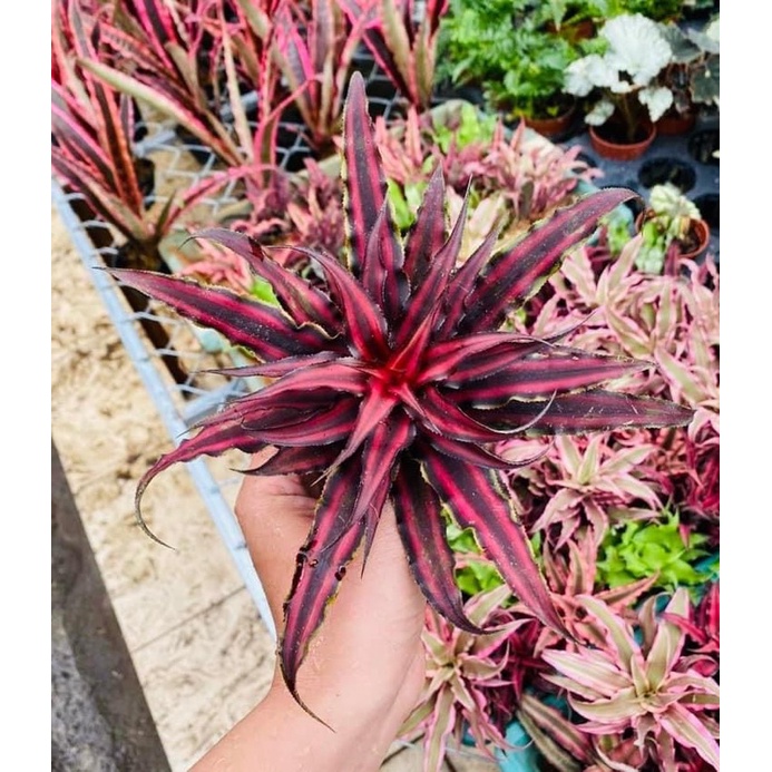 Dứa phụng size to