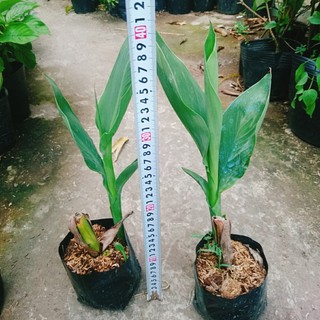 Cây Chuối Hoa thái (màu vàng, thân lùn) - cây cảnh sân vườn
