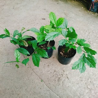 Cây Xạ Đen - Những công dụng thần kỳ