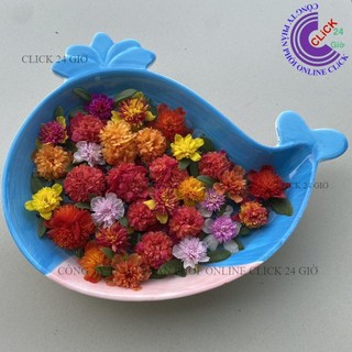 [NỞ CẢ NGÀY] 500g Hoa Sam Kép Bông Xù Màu Đỏ Hoa Mười Giờ Giống Mới Nhập Khẩu To Đẹp Lạ Mắt Dễ Trồng