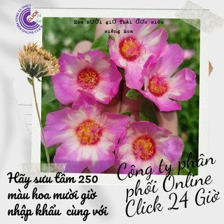 [Cân Ký] Cành Giống Hoa Sam Chuẩn Sam Thái Chớp Tím Màu Số 178 Tuyệt Đẹp  MiMa market