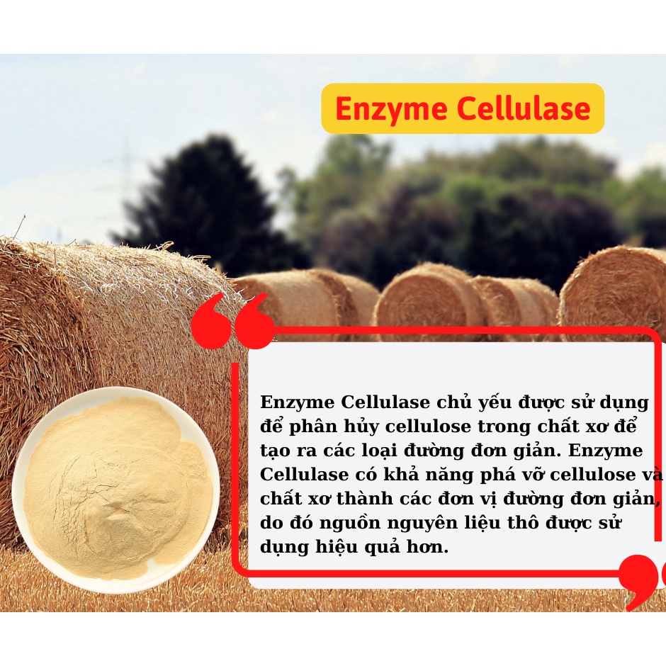 Enzyme Cellulase ủ rơm, mùn cưa giúp phân hủy cellulose trong trồng nấm