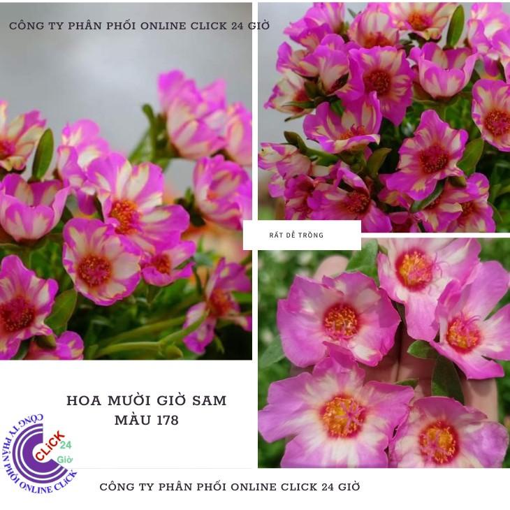 [Cân Ký] Cành Giống Hoa Sam Chuẩn Sam Thái Chớp Tím Màu Số 178 Tuyệt Đẹp  Hoa Mười Giờ Bonsai & Phụ Kiện