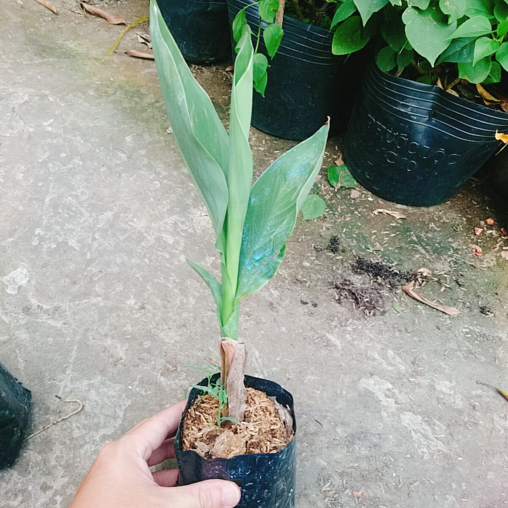 Cây Chuối Hoa Hồng - cây cảnh đẹp siêu bông trồng sân vườn