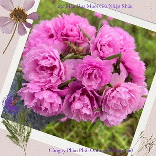Hoa Mười Giờ Thái Kép Màu Hồng Dịu Dàng Đẹp Tuyệt Cành Giống Khỏe