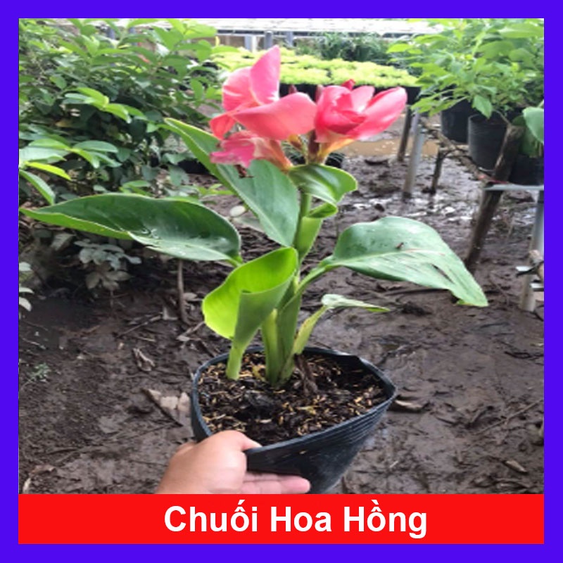 Cây Chuối Hoa Hồng - cây cảnh đẹp siêu bông trồng sân vườn