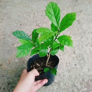 Cây Xạ Đen - Những công dụng thần kỳ