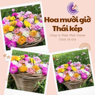 Hoa Mười Giờ Thái Kép Hàng Tơ, Loại Đẹp Có Nhiều Màu
