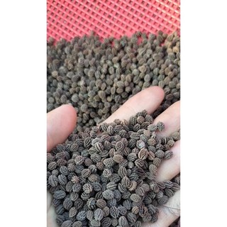 28k - 100 hạt giống đu đủ đực (siêu hoa )