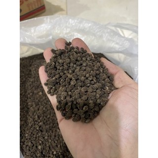 35k - 150 hạt giống đu đủ đực (siêu hoa)