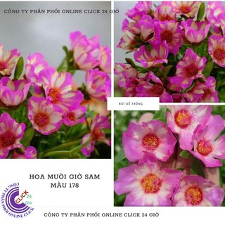 [Cân Ký] Cành Giống Hoa Sam Chuẩn Sam Thái Chớp Tím Màu Số 178 Tuyệt Đẹp  MiMa market