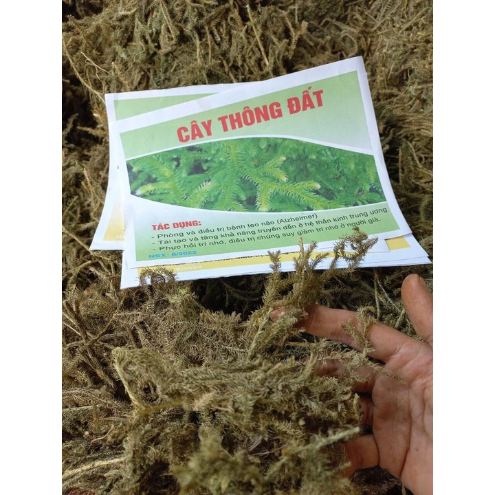 Cây Thông Đất Khô [1kg] Hàng Sạch Đẹp