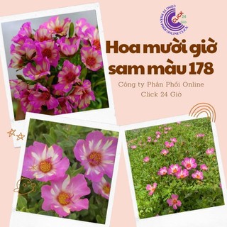 [Cân Ký] Cành Giống Hoa Sam Chuẩn Sam Thái Chớp Tím Màu Số 178 Tuyệt Đẹp  MiMa market
