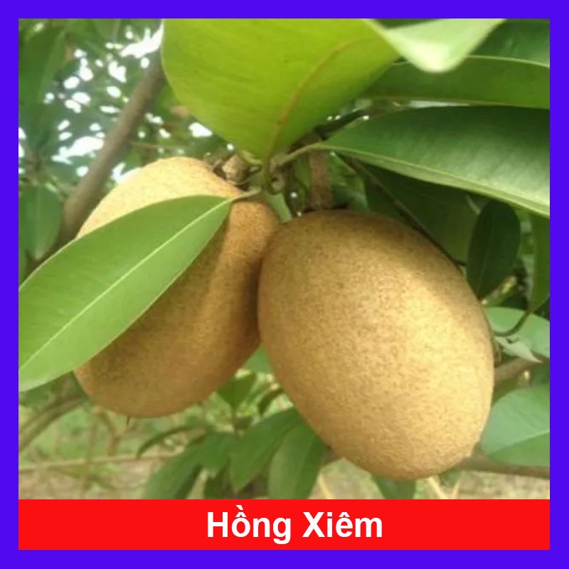 Cây hồng xiêm xoài - cây ăn quả ra trái siêu sớm sau 6 tháng