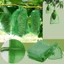 CAST 30 Chiếc Túi Trái Cây Chống Côn Trùng Nylon Trồng Cây Phát Triển Túi Bảo Vệ Trái Cây Dây Rút Chống Côn Trùng Thực Vật Caver Túi