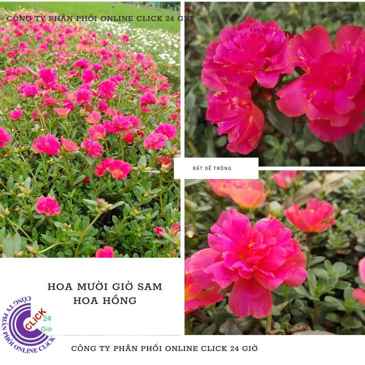 1 Ký Cành Giống Hoa Mười Giờ Sam Hoa Hồng Bông To Đủ 2 Màu Hoa Mười Giờ