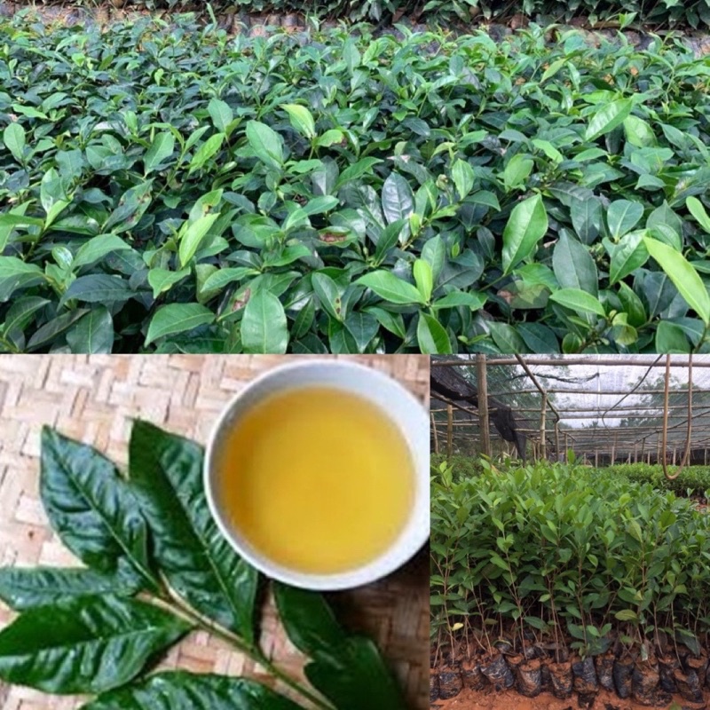 Cây chè xanh giống cây trà xanh cao 20 cm | Shopee Việt Nam