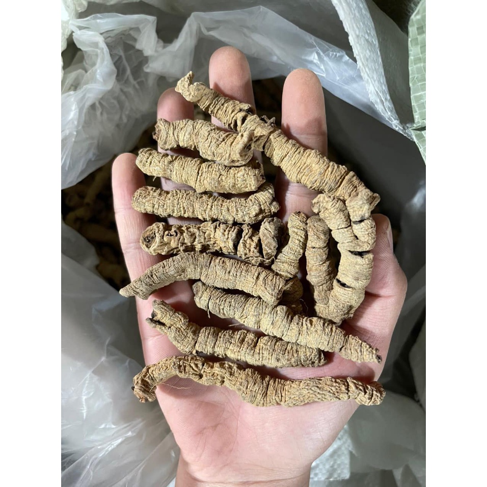 Ba Kích Tím Rừng Khô Tách Lõi Size Đại | Củ To Đẹp Thơm Tự Nhiên Hàng Sạch Tuyển Chọn 500gr