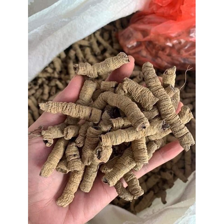 Ba Kích Tím Rừng Khô Tách Lõi Size Đại | Củ To Đẹp Thơm Tự Nhiên Hàng Sạch Tuyển Chọn 500gr