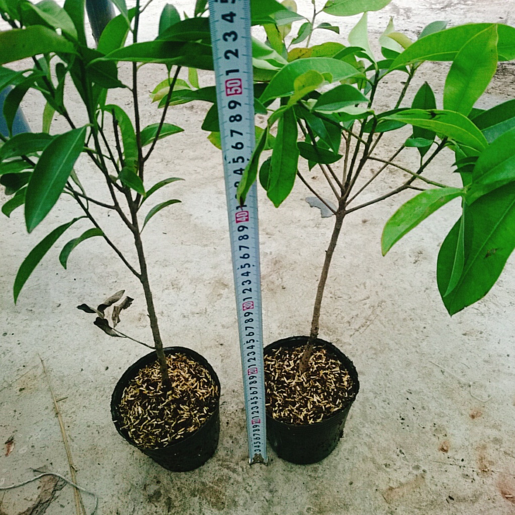 Cây hồng xiêm xoài - cây ăn quả ra trái siêu sớm sau 6 tháng