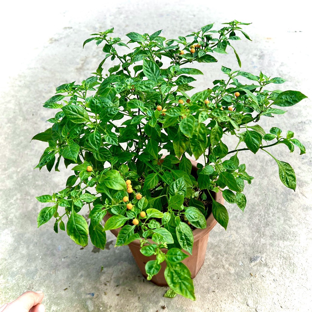 Cây ớt peru charapita trưởng thành đang hoa và quả (ảnh thật ...