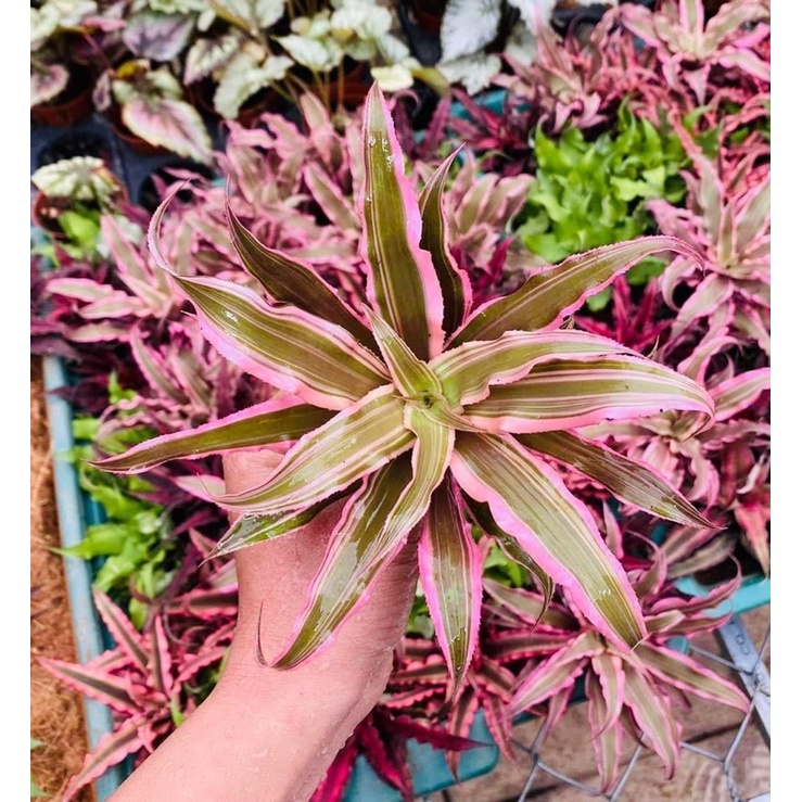 Dứa phụng size to