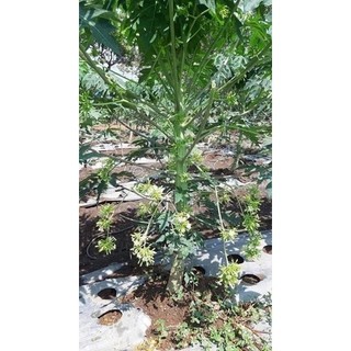 28k - 100 hạt giống đu đủ đực (siêu hoa )