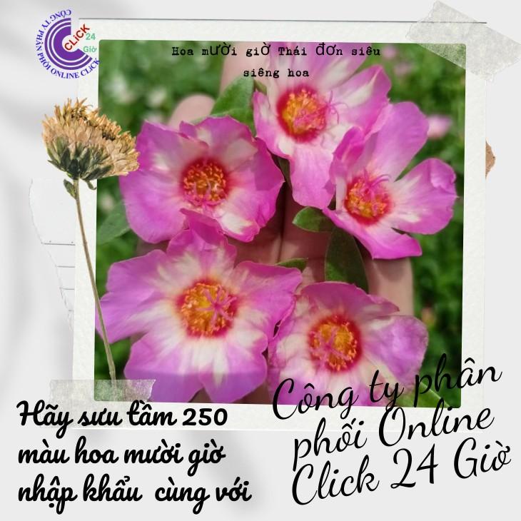 [Cân Ký] Cành Giống Hoa Sam Chuẩn Sam Thái Chớp Tím Màu Số 178 Tuyệt Đẹp  Hoa Mười Giờ Bonsai & Phụ Kiện