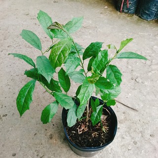 Cây Xạ Đen - Những công dụng thần kỳ