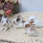 Thỏ Nhồi Bông Mini Dễ Thương Trang Trí Phòng Ngủ