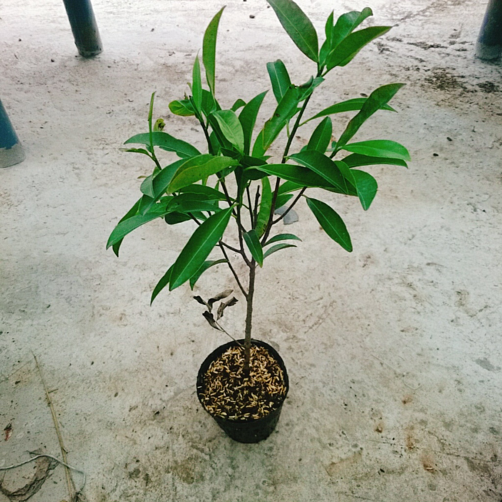 Cây hồng xiêm xoài - cây ăn quả ra trái siêu sớm sau 6 tháng