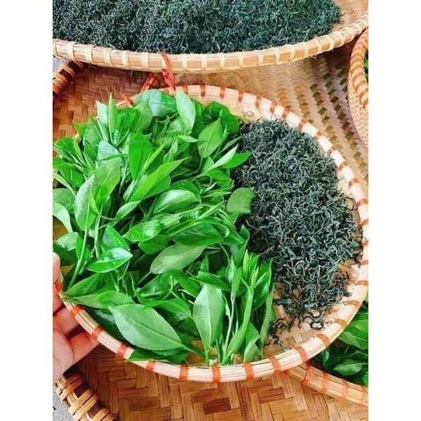 Trà Shan Tuyết Lai Châu Cổ Thụ | Búp Xanh Thơm Đậm Nước Vàng Hậu Ngọt Sao Thủ Công  500gr