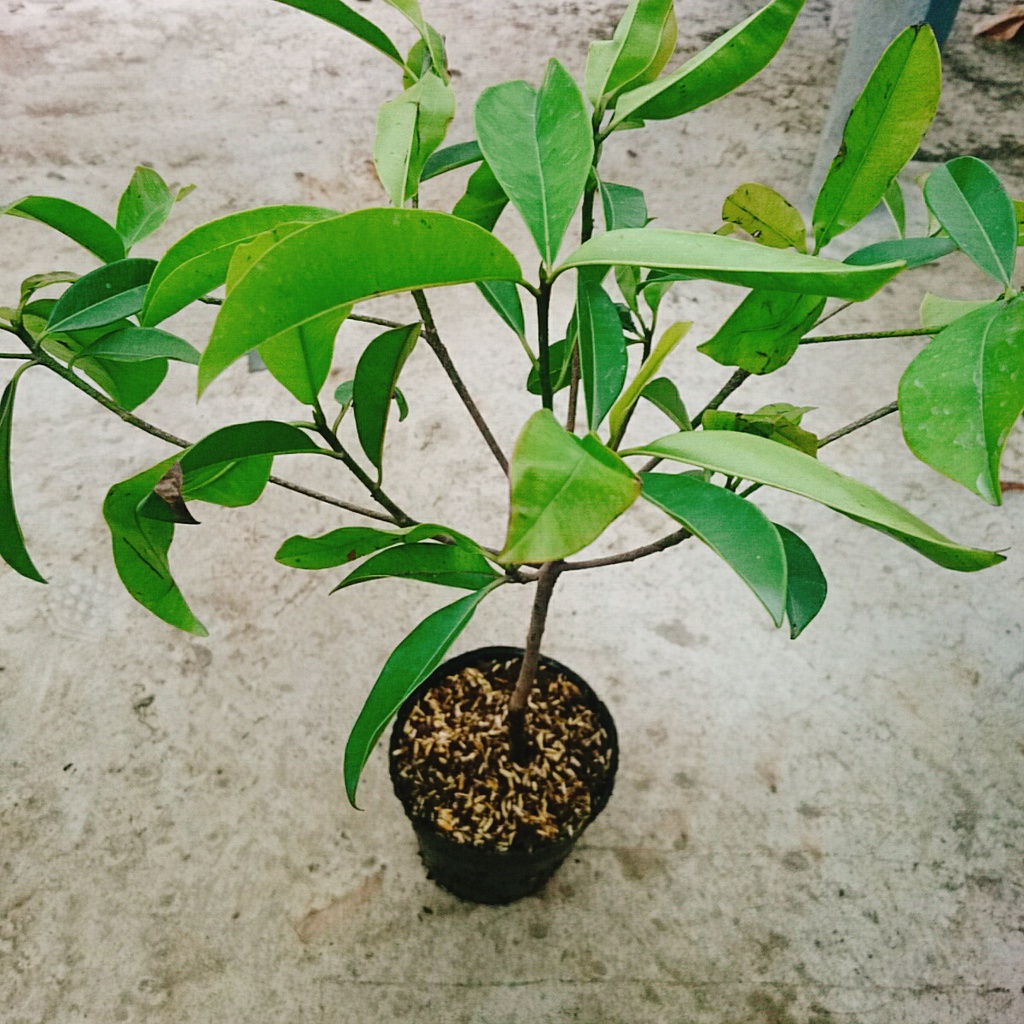 Cây hồng xiêm xoài - cây ăn quả ra trái siêu sớm sau 6 tháng