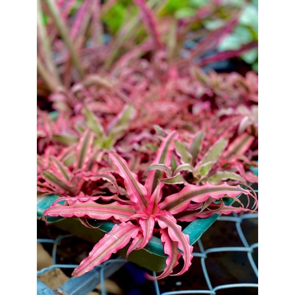 Dứa phụng size to