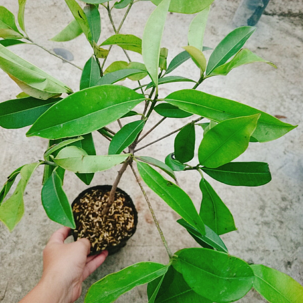 Cây hồng xiêm xoài - cây ăn quả ra trái siêu sớm sau 6 tháng