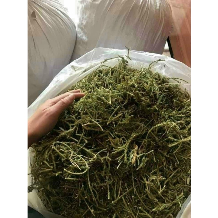 Cây Thông Đất Khô [1kg] Hàng Sạch Đẹp