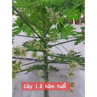 35k - 150 hạt giống đu đủ đực (siêu hoa)