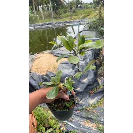 Hoa Ngọc Mai_cây ghép chuẩn