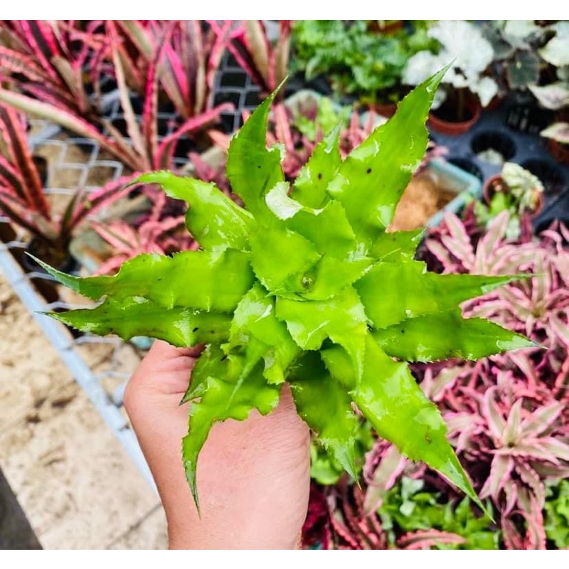 Dứa phụng size to