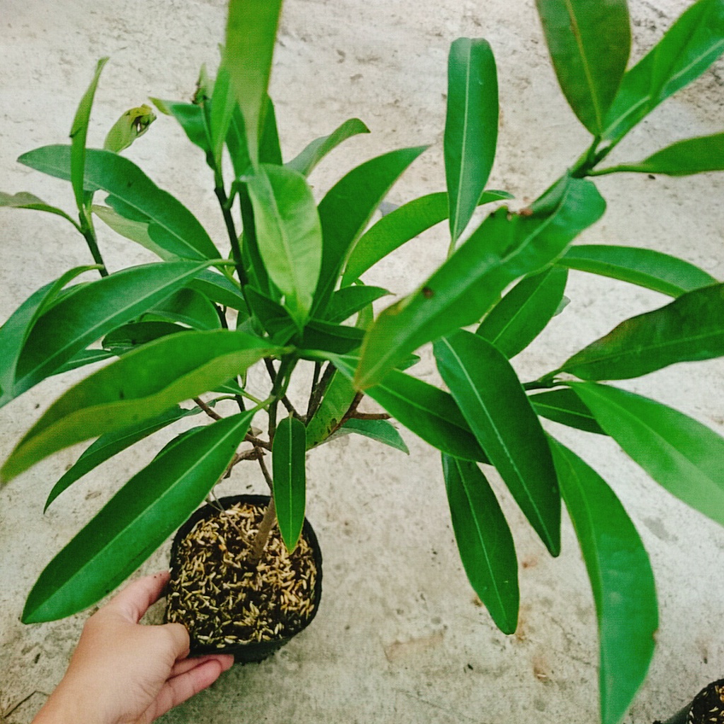 Cây hồng xiêm xoài - cây ăn quả ra trái siêu sớm sau 6 tháng