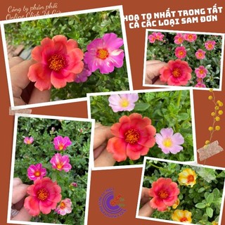 [SIÊU TO] Cành Giống Hoa Sam Thái Cà Rốt Màu 31 Hoa Hậu Của Hoa Mười Giờ Sam Hoa Mười Giờ Bonsai & Phụ Kiện