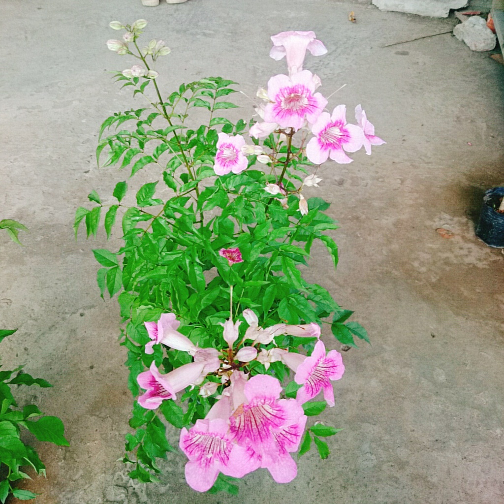 Cây hồng thiên hương (cây leo) - cây cảnh đẹp