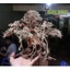 Cây gỗ Lũa Bonsai dáng cổ thụ [Phần thân và gốc có nhiều rể]