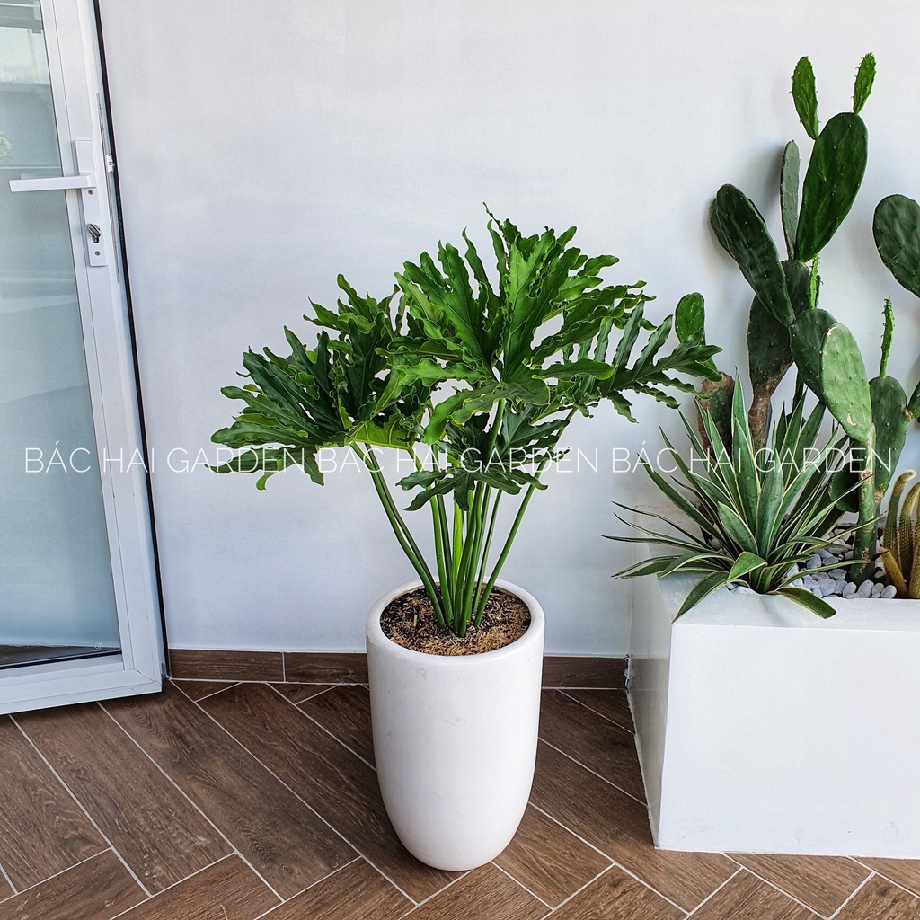 CHẬU SỨ TRỒNG CÂY CHẤT LIỆU MEN SỨ TRƠN TRẮNG 3 size phù hợp trồng cây trong nhà, ngoài trời bền đẹp, không bám bụi