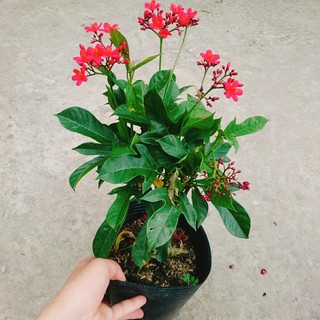 Cây Hồng Mai - Cây cảnh sân vườn