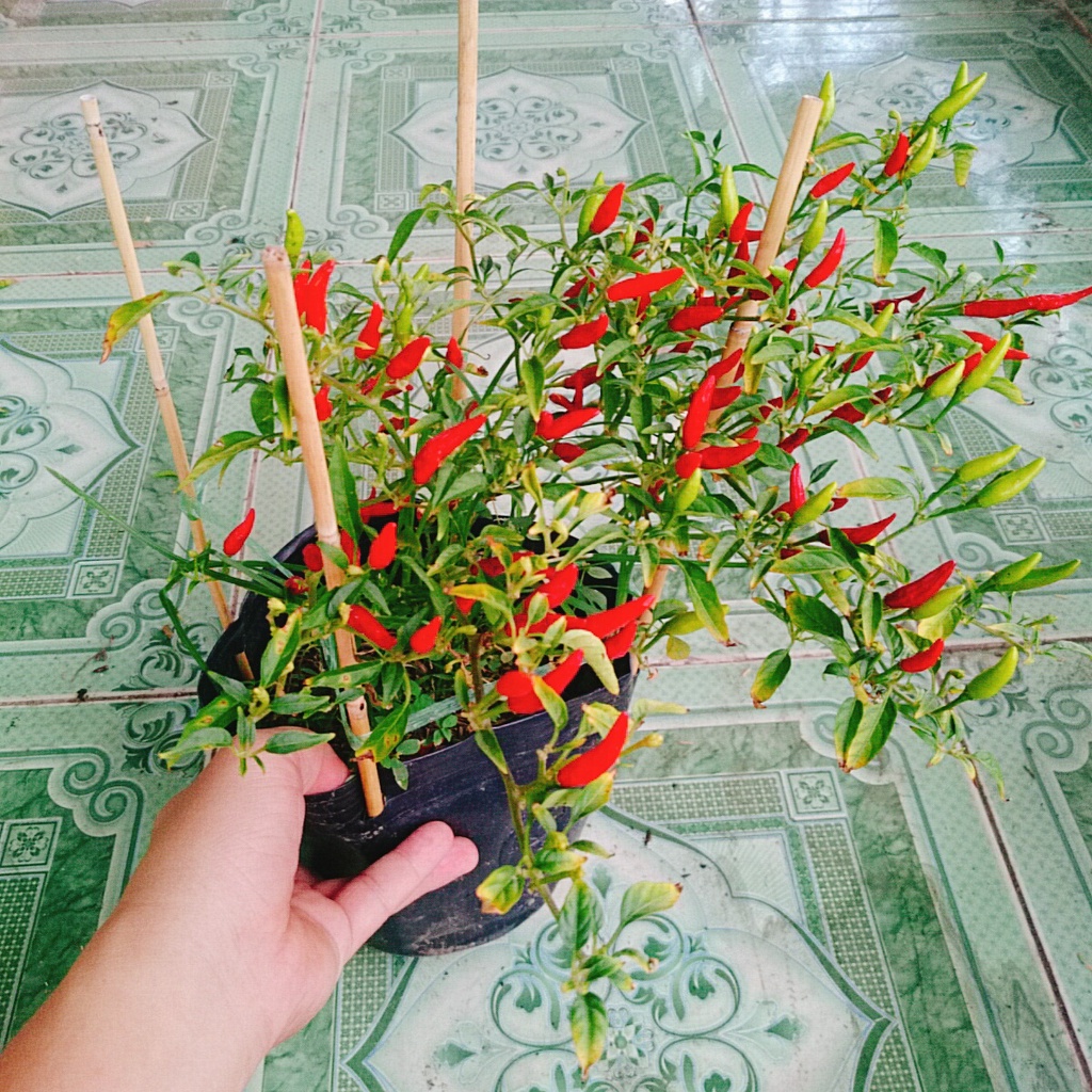 Cây ớt hiểm - cây cảnh sân vườn