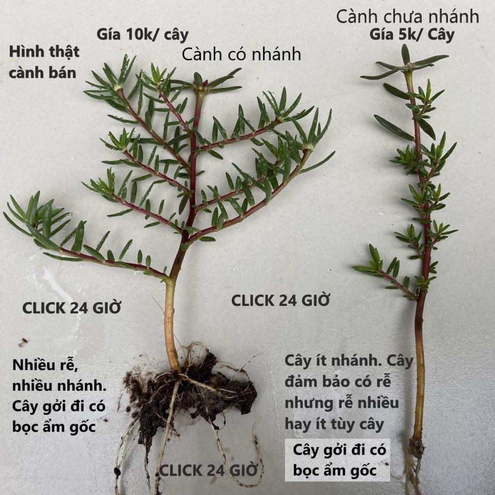 [Nở Cả Ngày] Cây Hoa Mười Giờ Bonsai Cổ Thụ Loại Gốc To Làm BonSai Trồng Được Lâu Năm Hoa Mười Giờ Bonsai