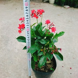 Cây Hồng Mai - Cây cảnh sân vườn