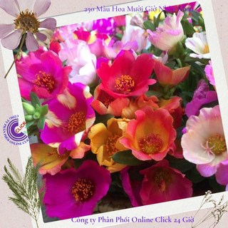[Dọn Luống Gía Rẻ Nhiều Màu Cây Đẹp] 1 Kg Hoa Mười Giờ Sam Thái Hoa To Siêu Đẹp Dọn Luống Trồng Lứa Mới Bán Rẻ