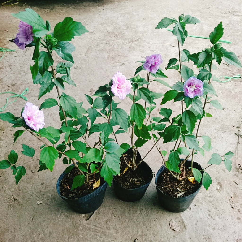 Hoa dâm bụt tím (giống mới) - cây cảnh để bàn